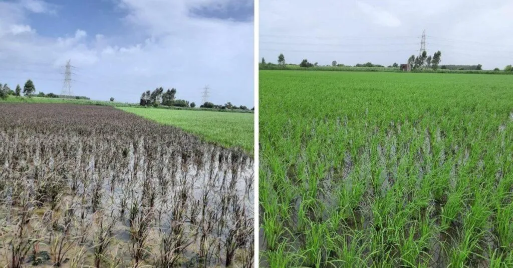 Natural Farming