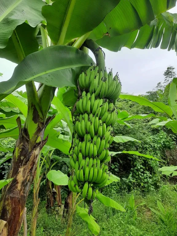 Organic Farming