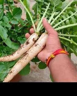 Organic vegetables