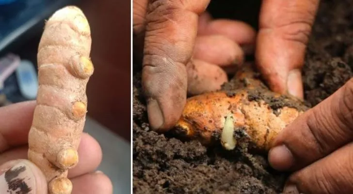Organic Turmeric 