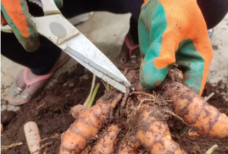 Harvested Turmeric