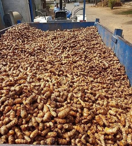 Turmeric