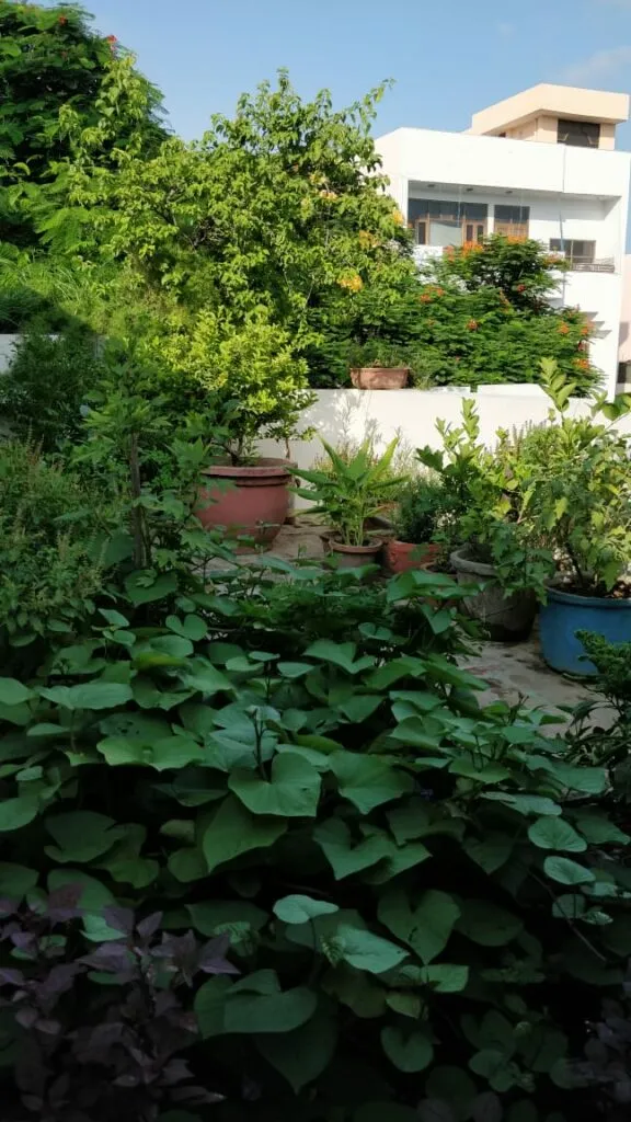 Home grown vegetables