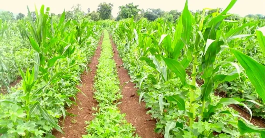 Organic Farming