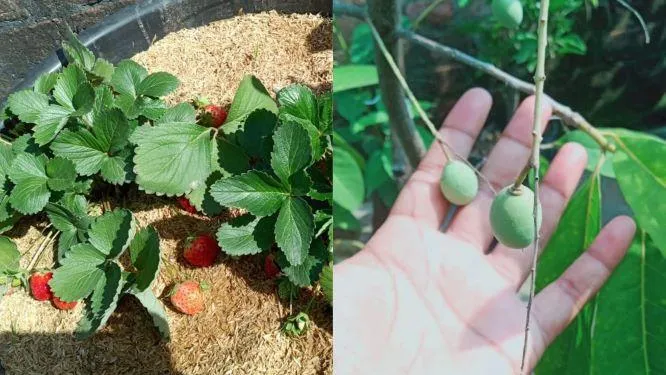 Terrace Gardening