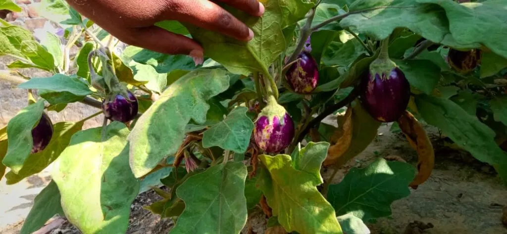 Organic Farming