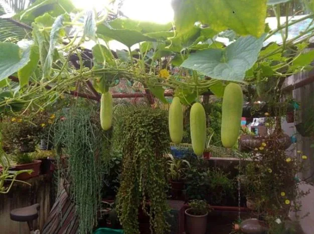 Gardening on Nila's Terrace 
