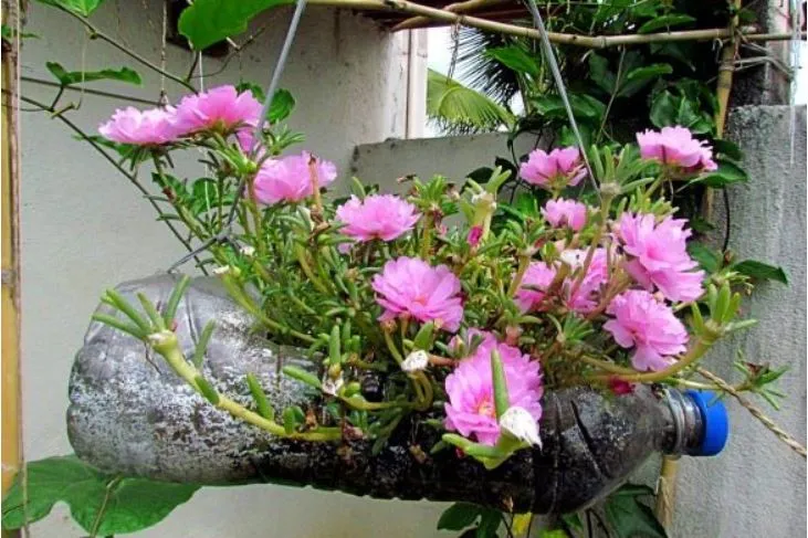 Flower plantation in bottle