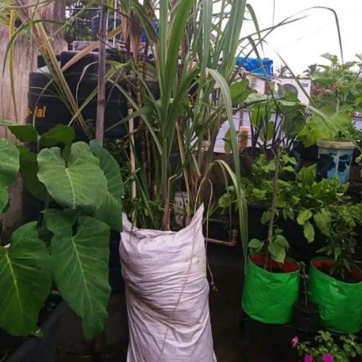 Sugar cane in bag on terrace