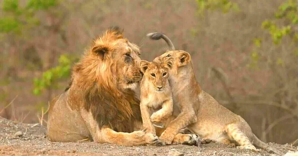 Lions in Gir Forest