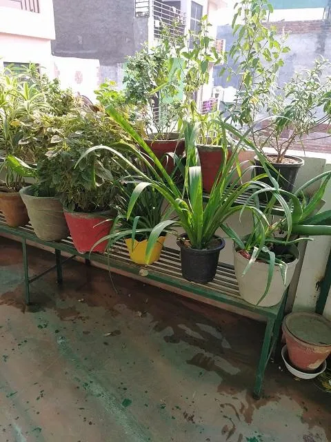 Gardening Tips