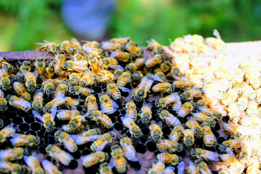 honey-bee