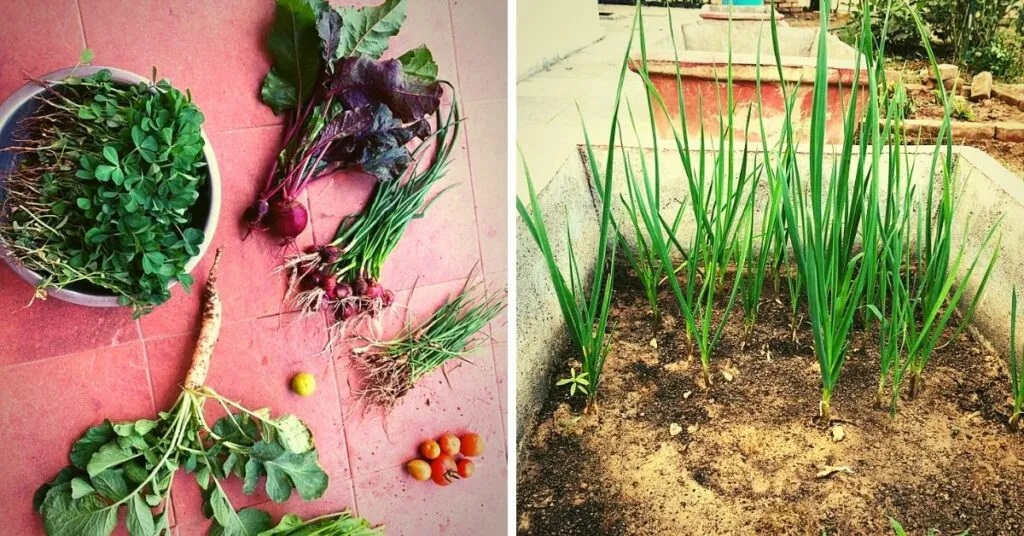 me grown vegetables