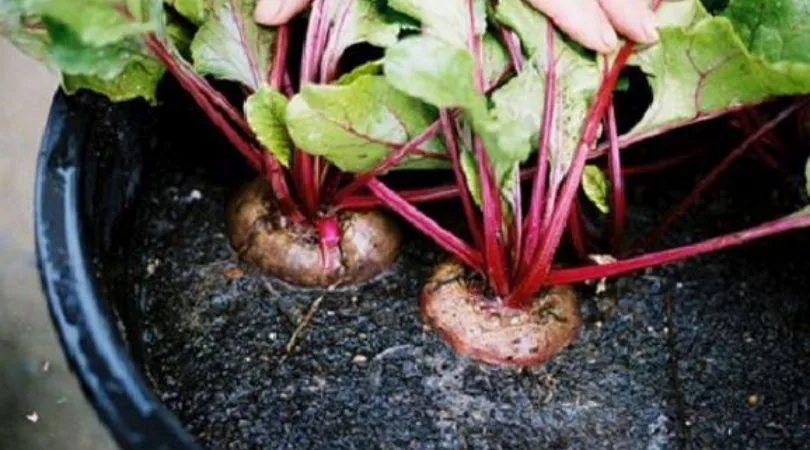 Organic vegetables