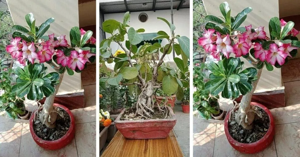 Bonsai gardening
