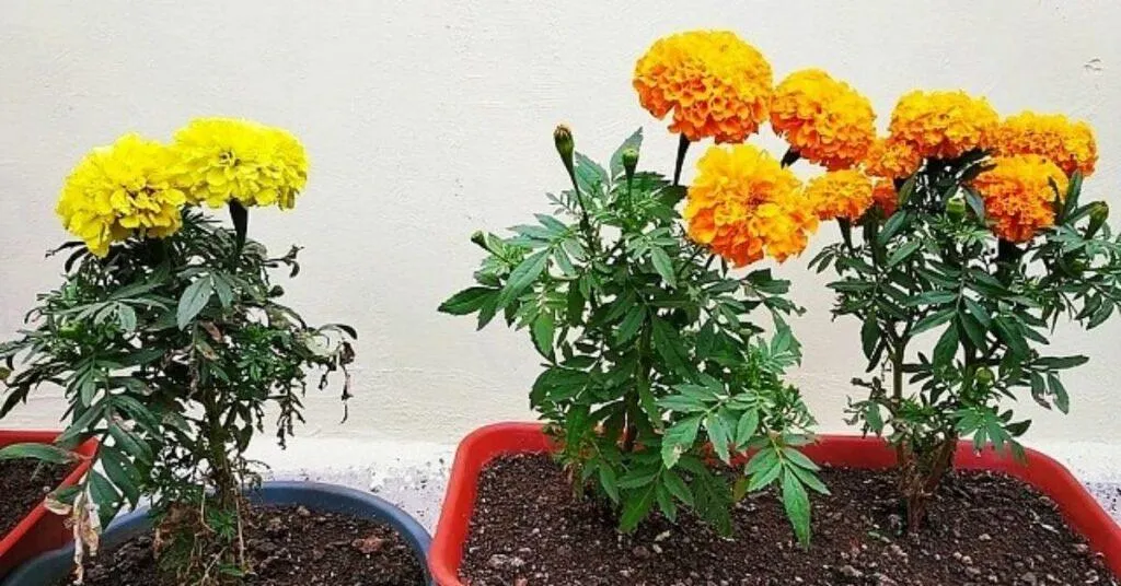Marigold