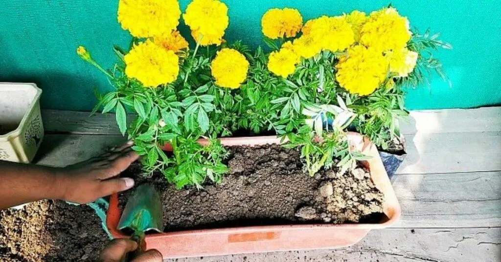 Gardening