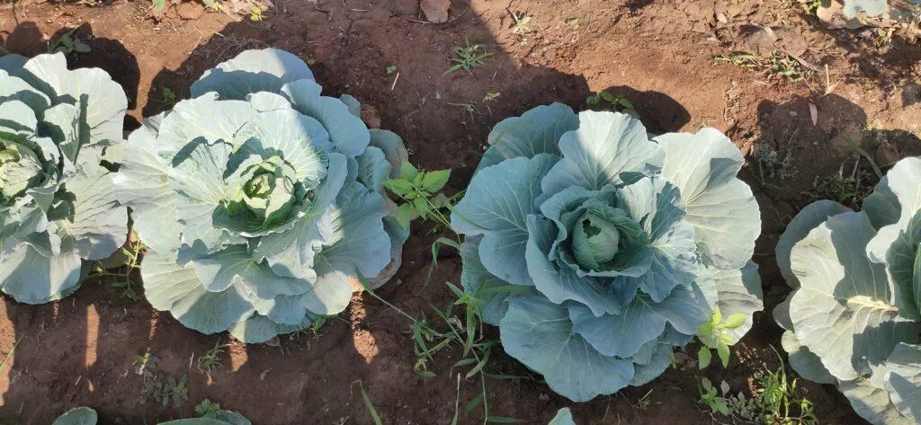 kitchen garden
