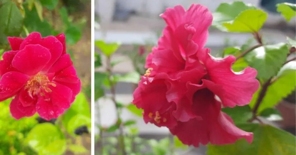 flowers