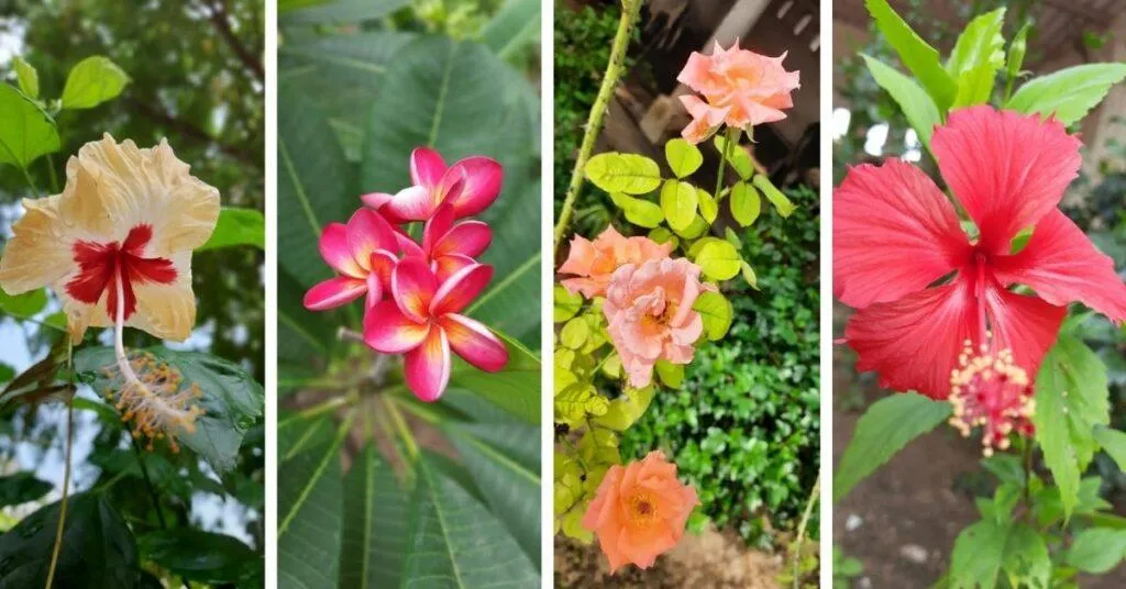 flower gardening