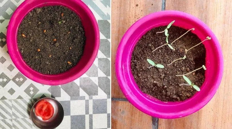 How to do gardening