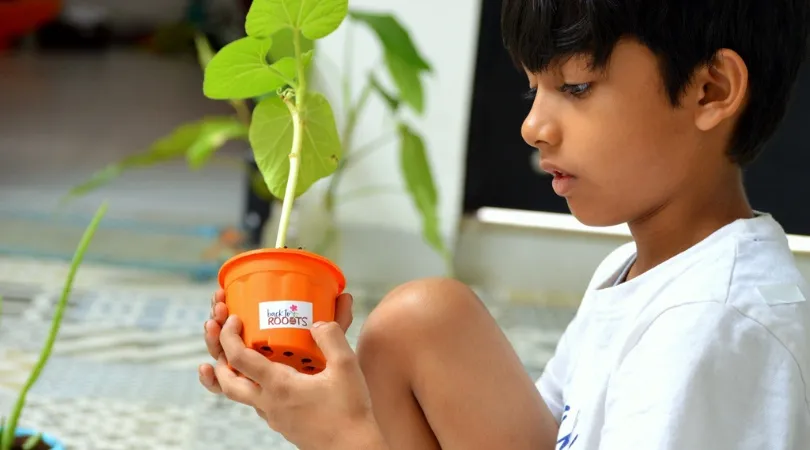 grow your own food
