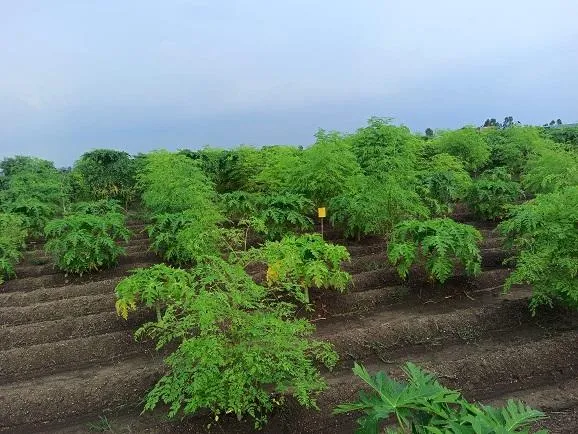 five step model gardening