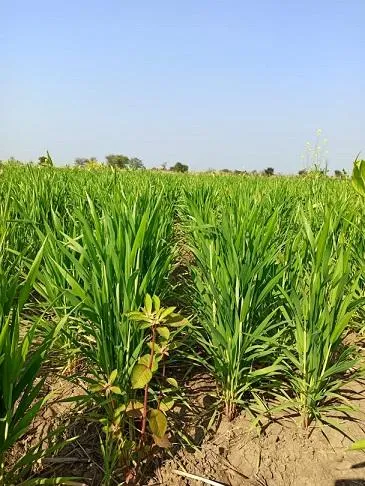 wheat farming