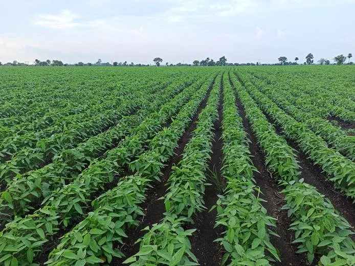 Organic farming