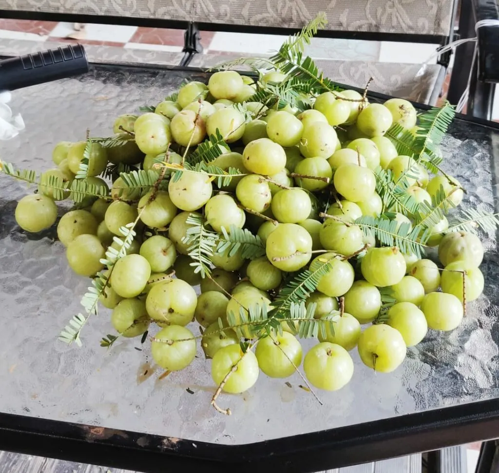 Terrace gardening