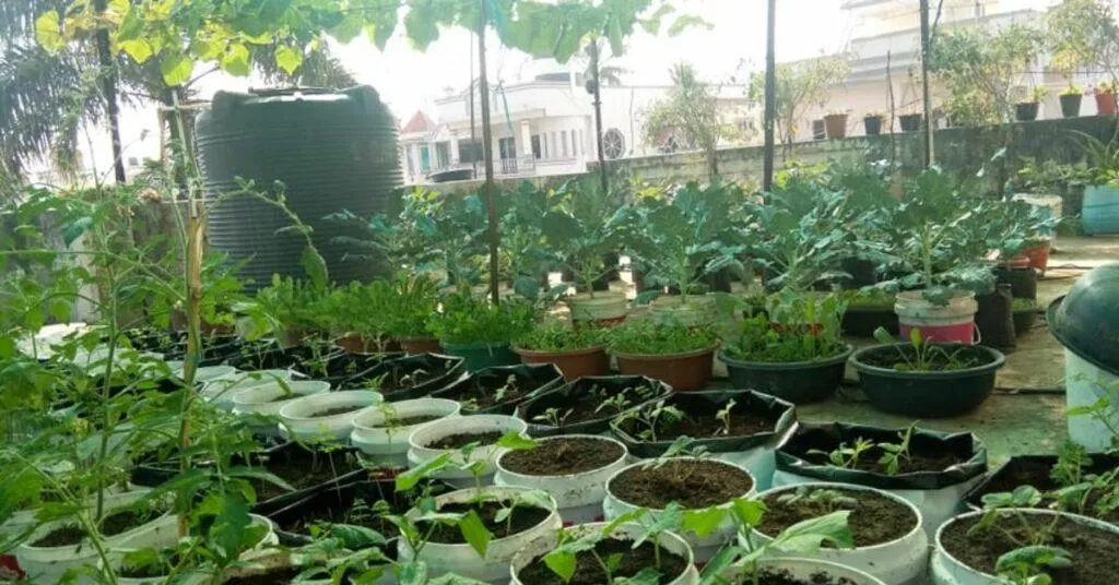 Terrace gardening