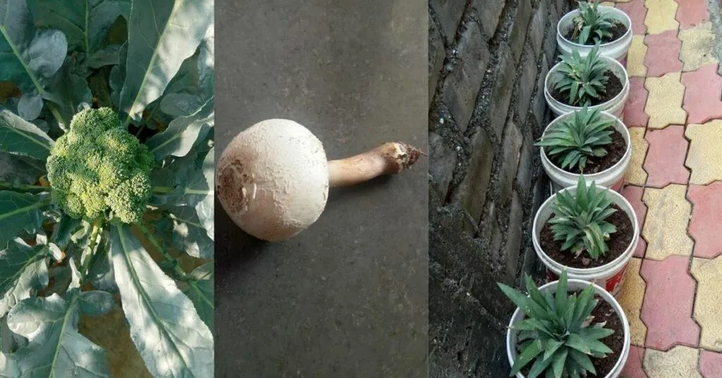 Bardoli