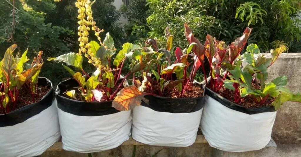 Gardening tips