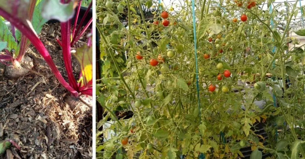 Terrace gardening