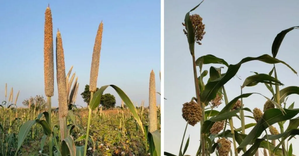 Organic Farming