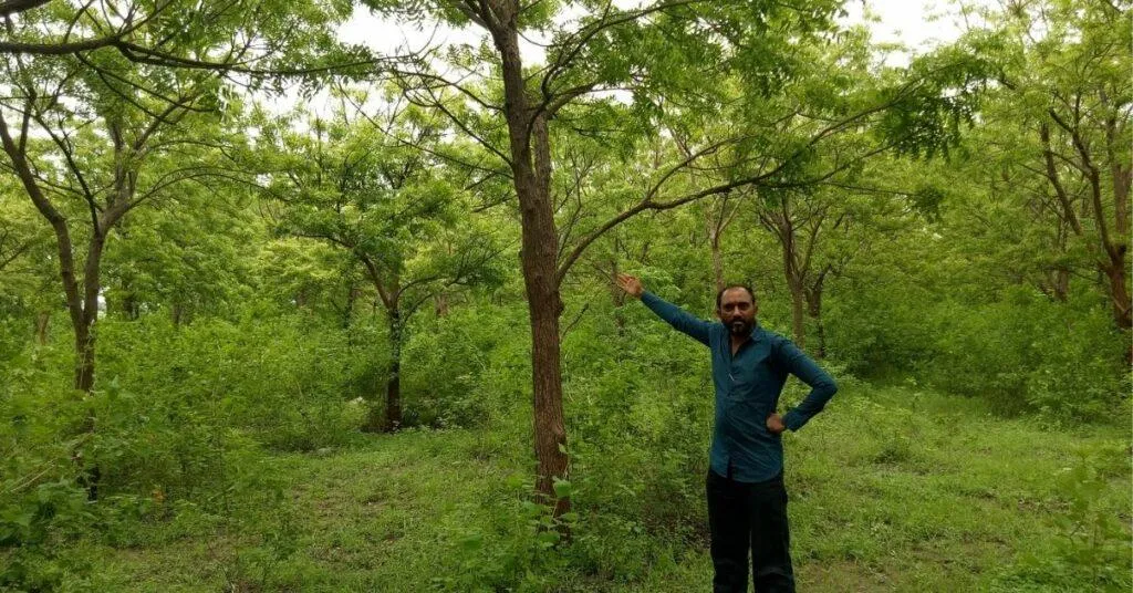 Forest