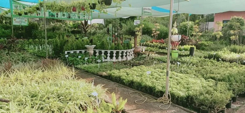 Nursery Business
