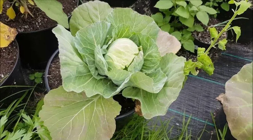 Cabbage