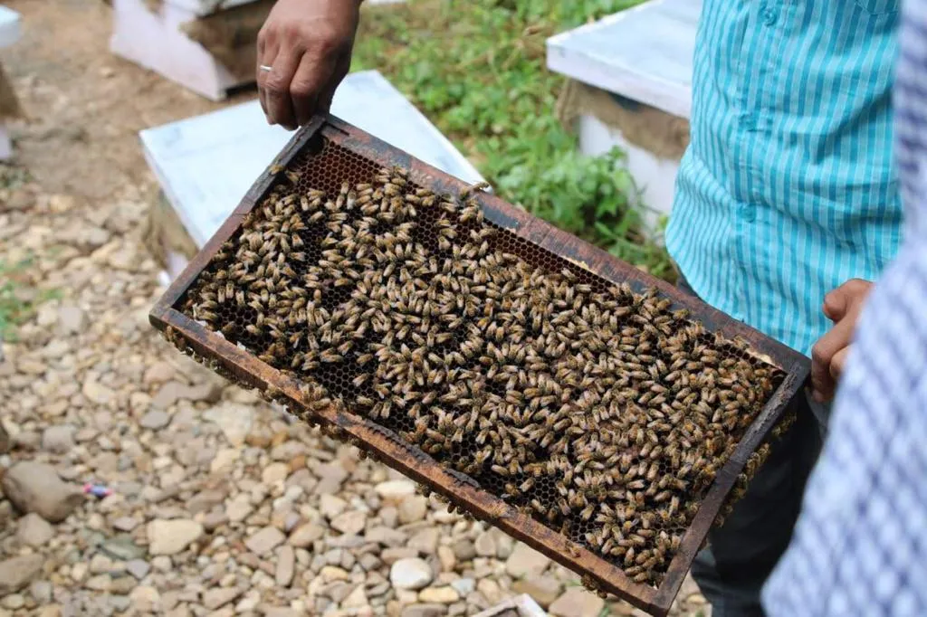 Honey Production