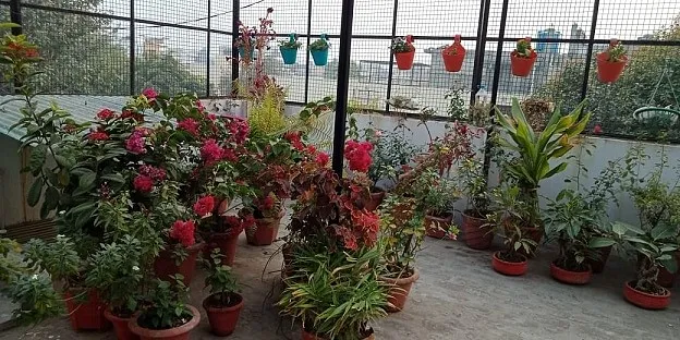 Terrace gardening
