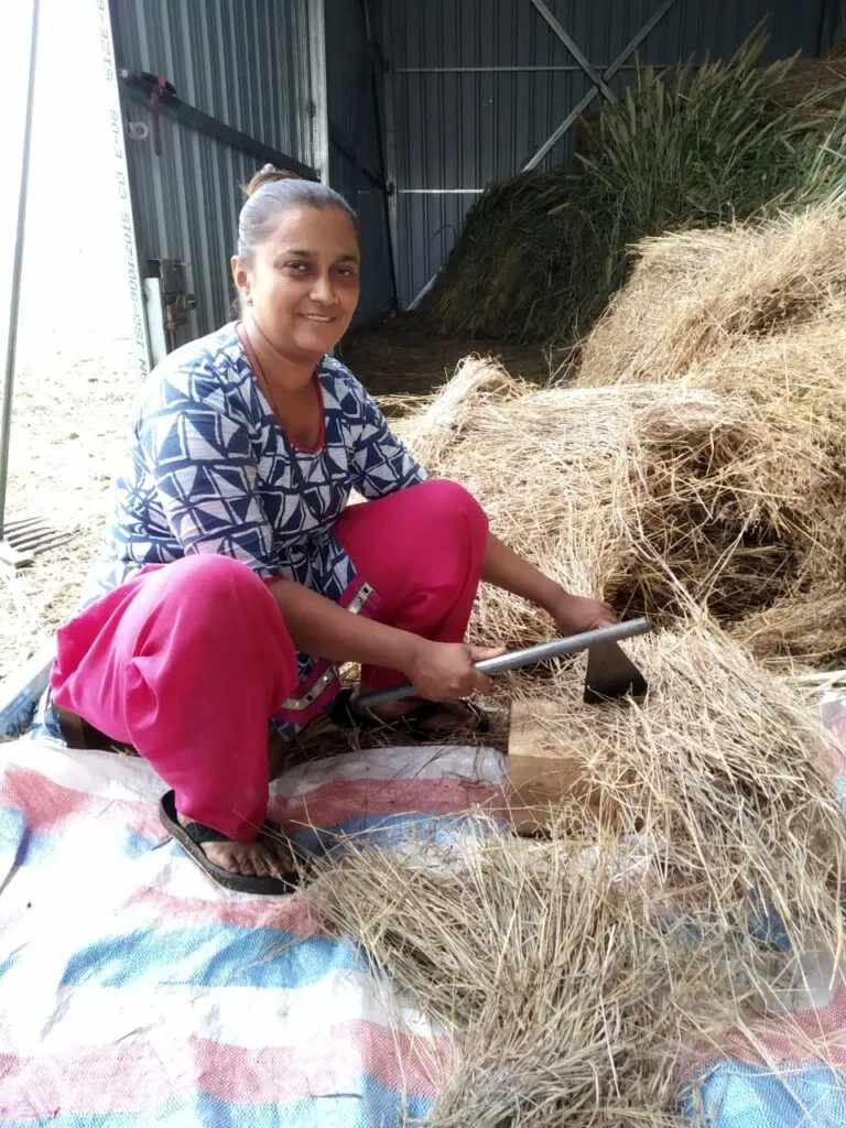 Gau-seva