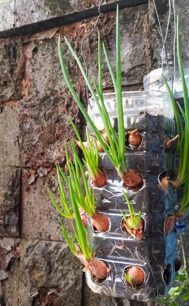 Home grown onion