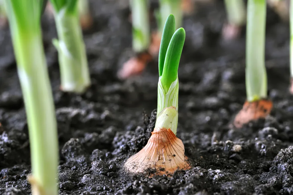 onion