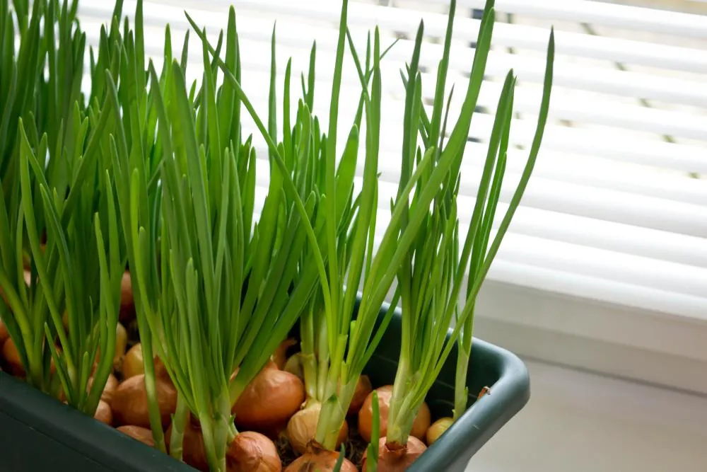 kitchen gardening