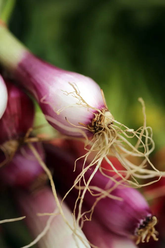 grow onion in bottle