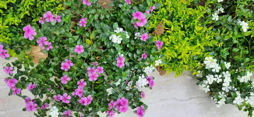 Gardening tips