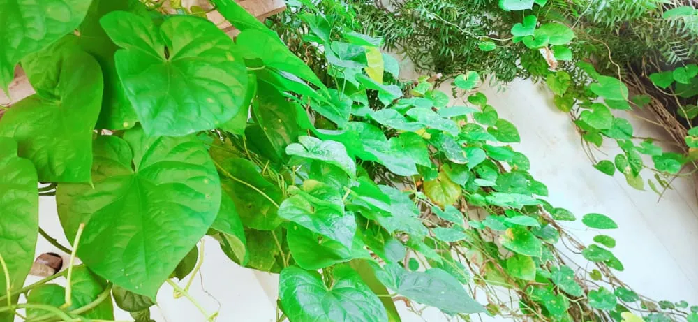 organic gardening
