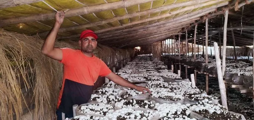 Mushroom farming