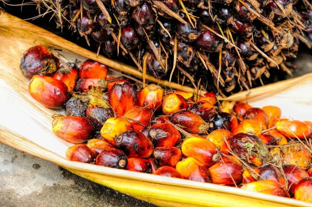 Palm