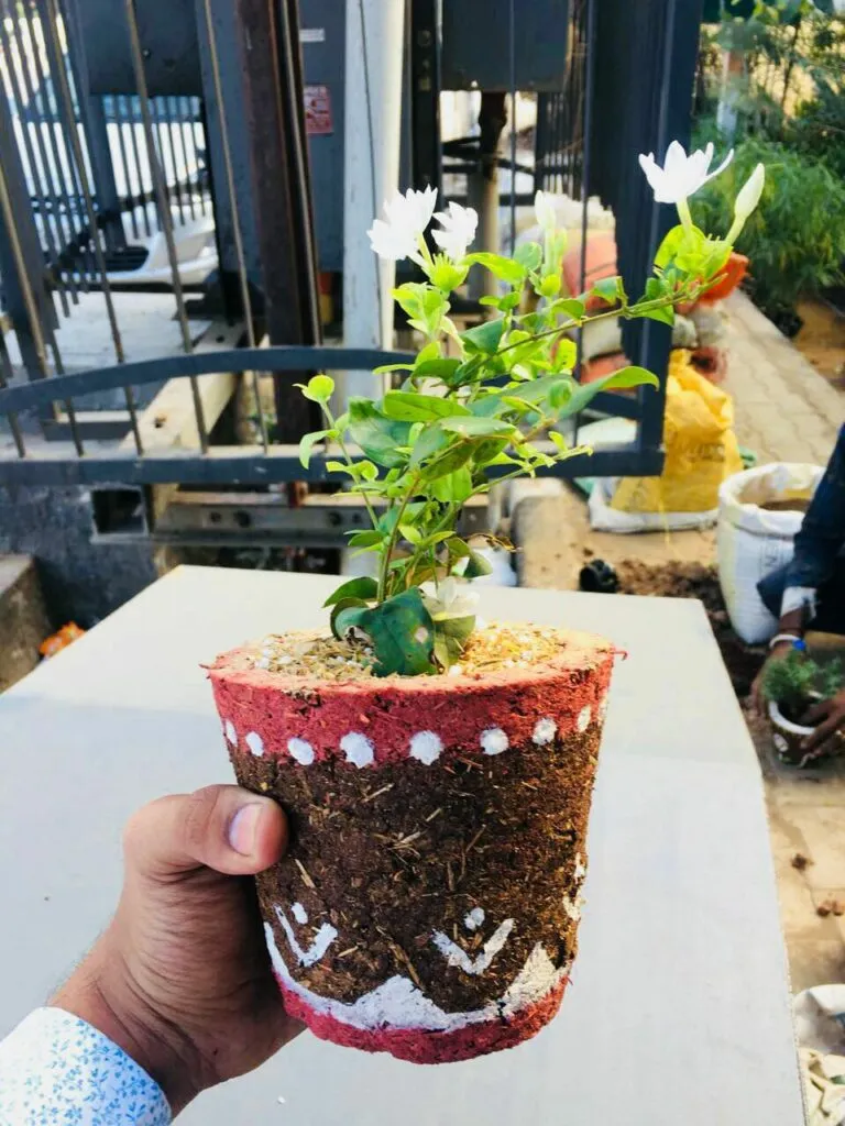 Cow dug pot